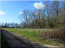 TF6302 : Farm track next to Sheep Hill Plantation south of Bexwell, Norfolk by Richard Humphrey