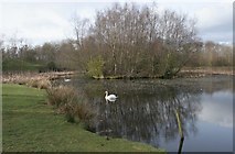 NS6168 : Wildlife pond, Springburn Park by Richard Sutcliffe