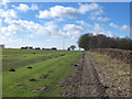 Footpath and turf farm, Sandy Lane, Mawdesley