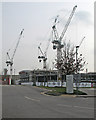 Cranes over the AstraZeneca site