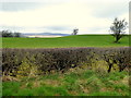 Neatly cut hedge, Drumnakilly