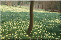 View of a tree on the Daffodil Bank in Warley Place #5