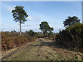 Ashdown Forest near Chelwood Vachery