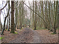 TL6502 : Path in Furness Wood, Margaretting by Roger Jones