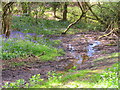 Bluebells and stream, Friars Grove, Colchester