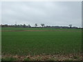 Young crop field south off Broad Lane