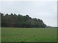 Crop field towards Meighs Wood