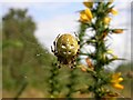 TQ8723 : Four-spot orb-weaver spider, Mill Wood by Patrick Roper