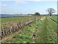 Path And Solar Farm