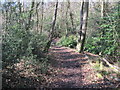 Path in Holly Hill Woodland Park