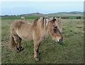 Horse in Pasture