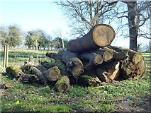 TF6201 : The remains of a large tree near Ryston Hall in Norfolk by Richard Humphrey