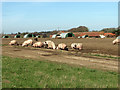 Free range pigs by Manor Farm