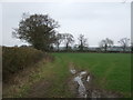 Grazing and hedgerow