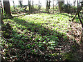 Overgrown hut platform