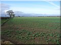 NZ1513 : Arable farmland west of the bridleway to Ovington by Christine Johnstone