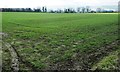 Field bounded by Collier Lane and the A66