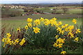 Daffodils growing on The Line at Linton Hill