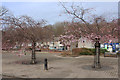 Cherry Blossom, Mill Square Catrine