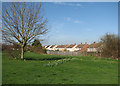 Daffodils on the edge of Cherry Hinton