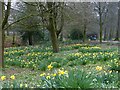 Daffodils in Beechwood Park, Newport