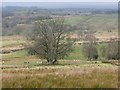 Tree with multiple trunks, east of Thackthwaite