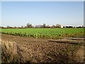 Winter  root  crop  with  protective  fence