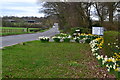 Spring flowers beside Allington Lane