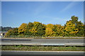 Autumn colours by the M5