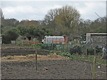 TL4856 : Sunday morning on the allotment by John Sutton