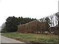 Hedgerow on Homestall Lane, Faversham