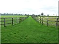 Track Between Paddocks