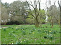 Naturalised daffodils in Don Hoyle Meadow in Tregoniggie Woods