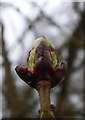 Horse Chestnut 