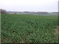 Crop field, Ayres End