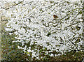 A robin in the blossom