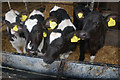 Mid Devon : Westwood Farm - Calves