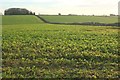 Farmland by the B4040