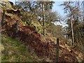 NS4674 : Fence on a slope in woodland by Lairich Rig