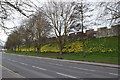 Daffodil time on York city walls