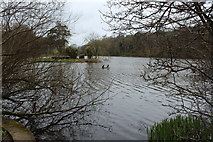 NS2209 : Swan Pond, Culzean by Billy McCrorie