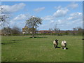 Sheep in a field at Scott