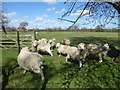 Sheep in a field at Scott