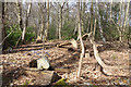 Woods along Hollow Lane