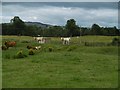 Cattle, Broadholm