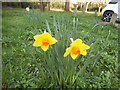 Daffodils on Little Common, Stanmore