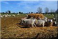 Sheep at West Court Farm