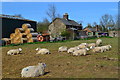 Sheep at West Court Farm