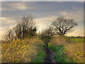 Coastal Path between Hale Head and Speke