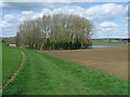 Footpath And Copse